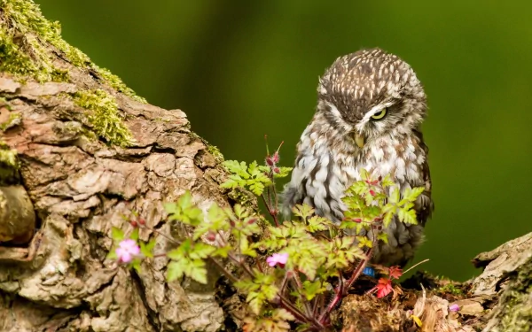 A charming owl perched among greenery on a tree trunk, captured in stunning detail. This HD desktop wallpaper adds a touch of nature's beauty to any background.