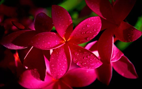 Close-up of vibrant pink plumeria (frangipani) flowers with water droplets, set against a dark background. This HD desktop wallpaper captures the beauty of nature in exquisite detail.