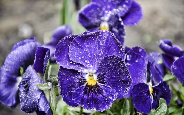 Close-up of vibrant purple pansy flowers covered in morning dew droplets, captured in stunning 4K Ultra HD for a nature-themed PC desktop wallpaper.