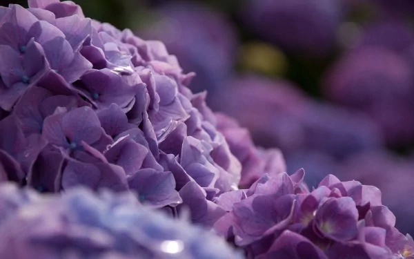 nature hydrangea HD Desktop Wallpaper | Background Image