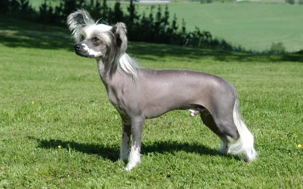 Chinese dog Animal chinese crested dog HD Desktop Wallpaper | Background Image
