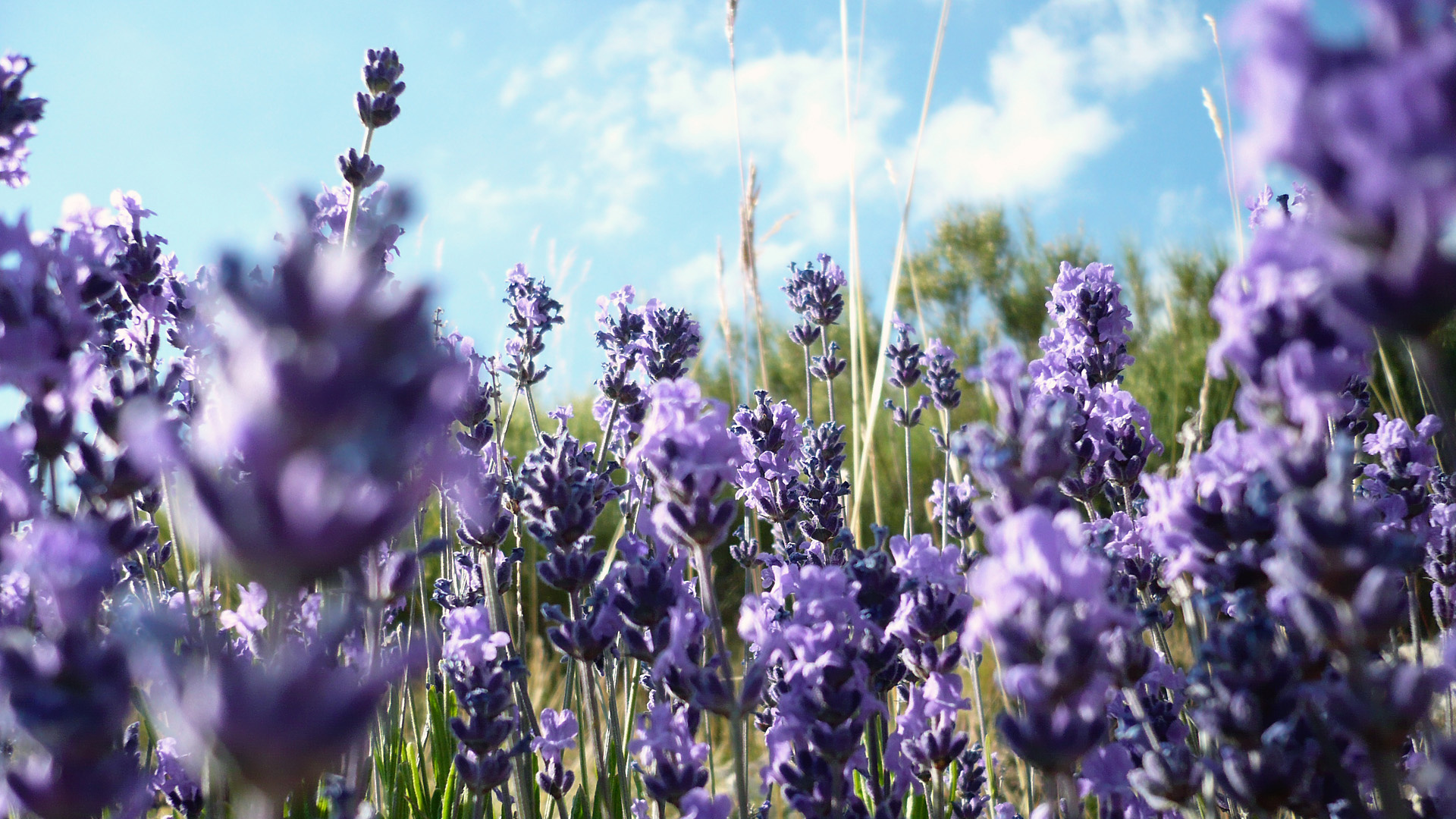 280+ Lavender HD Wallpapers and Backgrounds