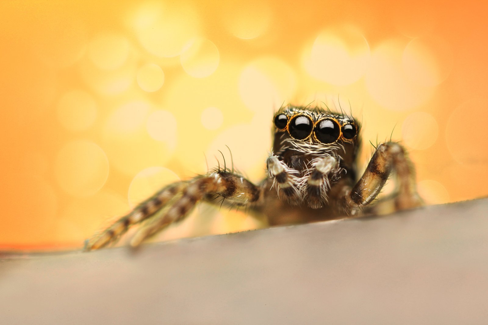 蜘蛛 壁纸 and 背景 | 1600x1067 | ID:411036