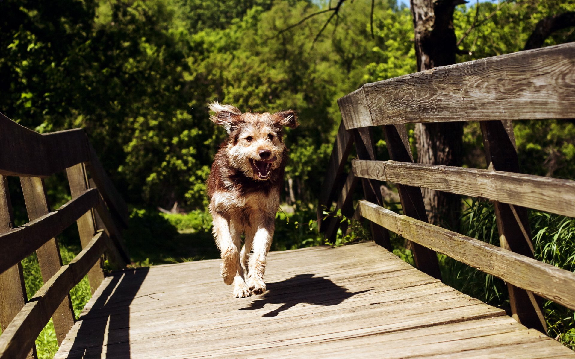 A joyful dog runs along a wooden bridge, surrounded by lush greenery. This vibrant image serves as a captivating HD PC desktop wallpaper and background.