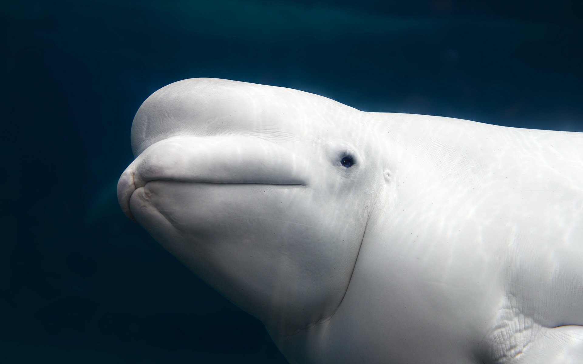 Beluga Whale Full HD Wallpaper and Background Image | 1920x1200 | ID:411930