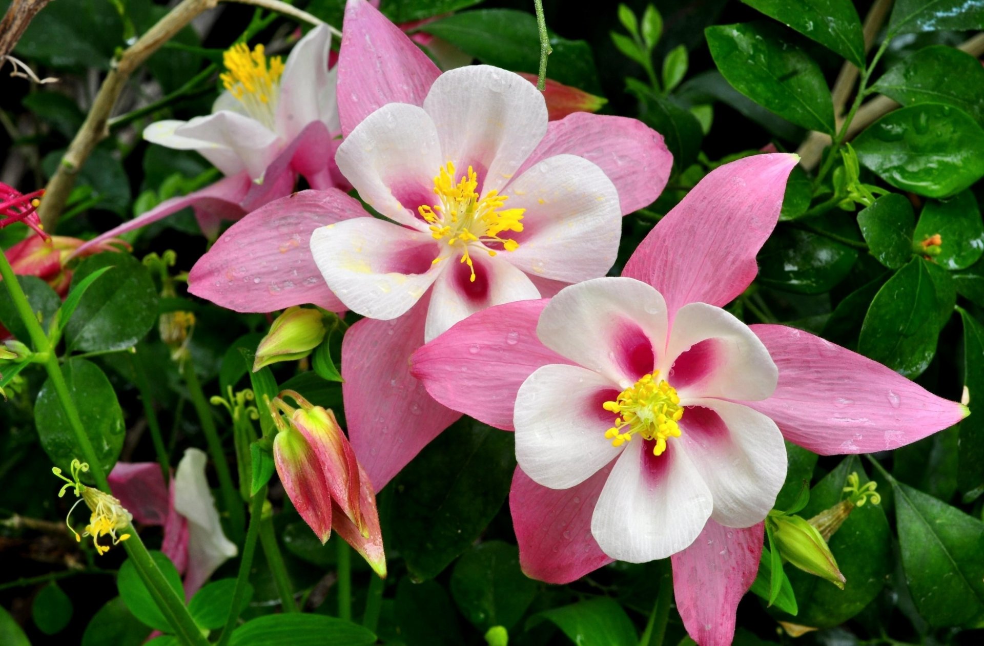 HD PC desktop wallpaper featuring vibrant pink and white flowers surrounded by lush green leaves in a natural outdoor setting.