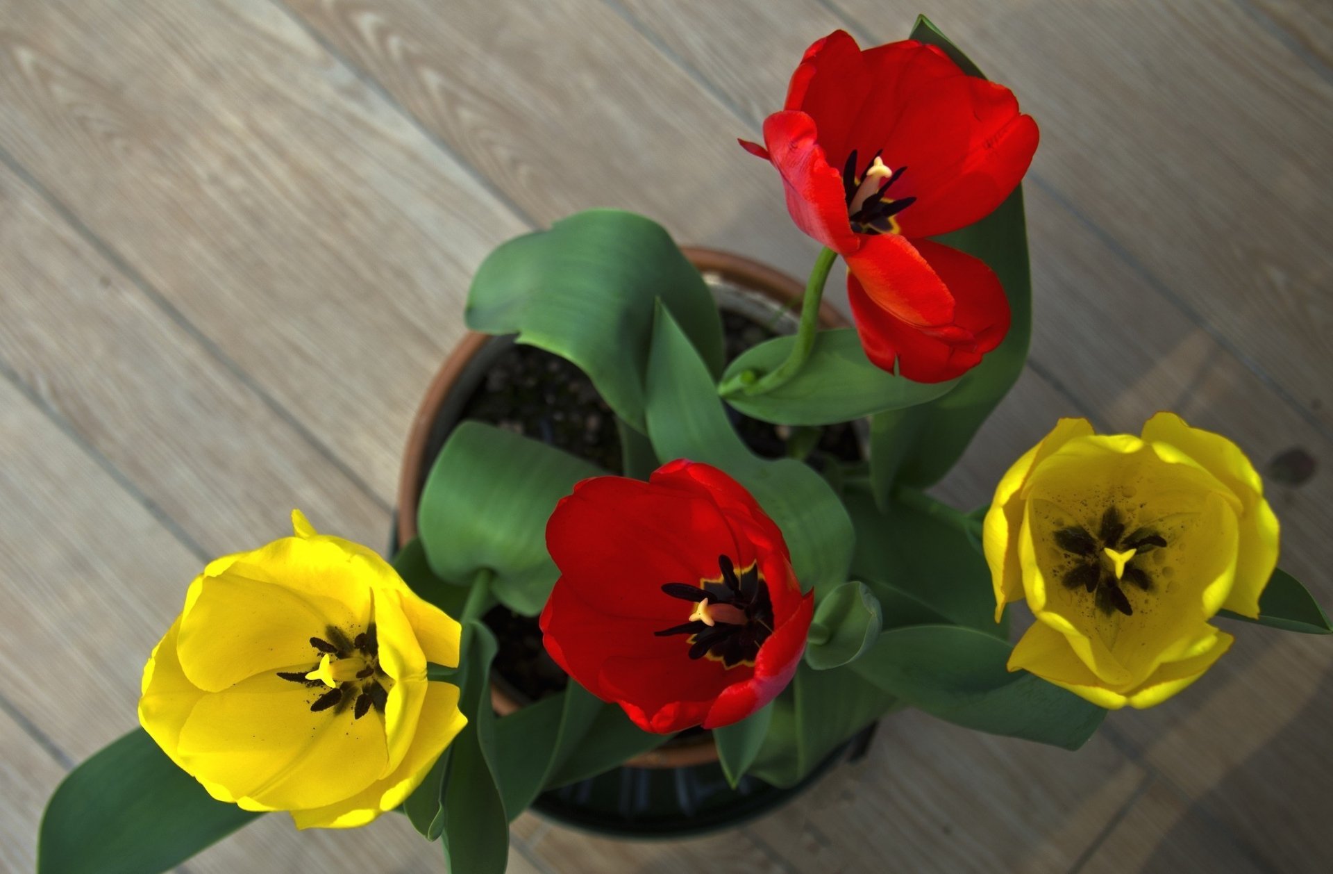 HD PC desktop wallpaper featuring a man-made pot with vibrant red and yellow flowers viewed from above on a wooden surface.