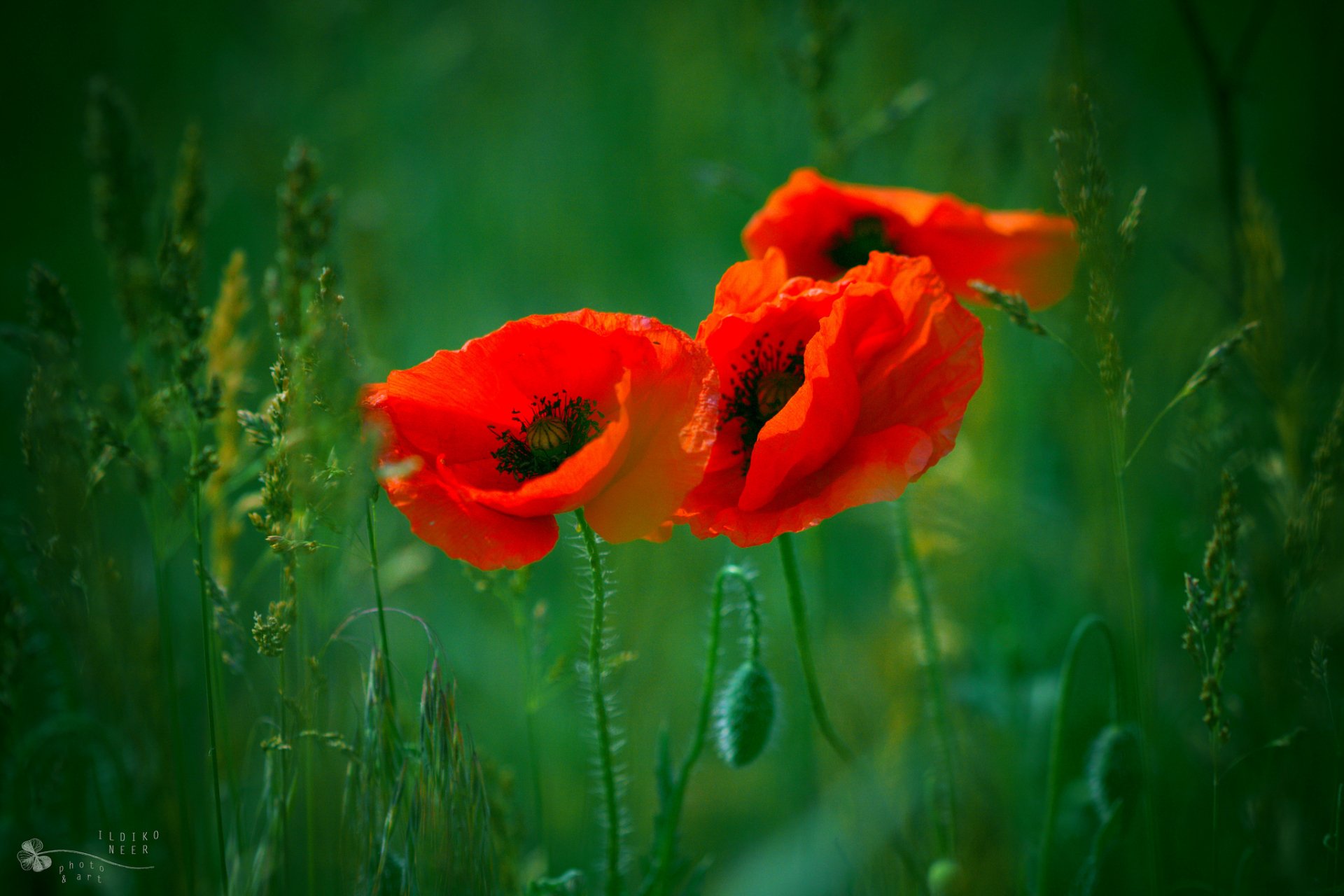 HD desktop wallpaper featuring vibrant red poppies blooming amidst tall green grass in a serene natural setting.