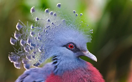 Close-up of a Victoria crowned pigeon, showcasing its striking blue feathers and ornate crest, featured as a high-definition desktop wallpaper and background.