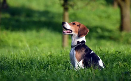 HD desktop wallpaper featuring a beagle sitting attentively on green grass with a blurred natural background.