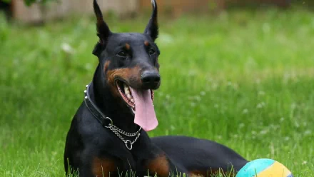 A playful Doberman Pinscher lies in lush green grass with its tongue out, next to a colorful ball, creating an engaging and vibrant HD desktop wallpaper.