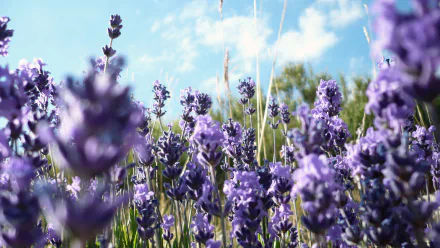 A vibrant field of lavender flowers under a bright blue sky, showcasing nature's beauty. This HD image serves as an enchanting desktop wallpaper and background.