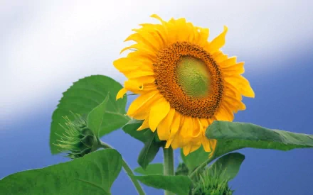 A vibrant sunflower blossoms against a soft blue background, showcasing its rich yellow petals and green leaves, creating a stunning nature-themed HD desktop wallpaper.