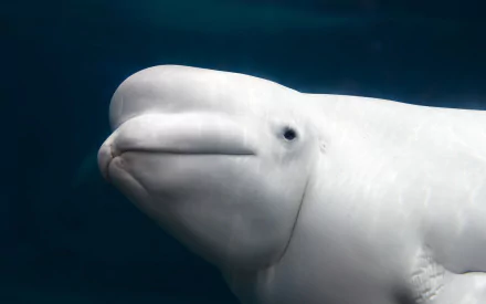 Close-up of a beluga whale in clear blue water, captured in high definition for a PC desktop wallpaper background.