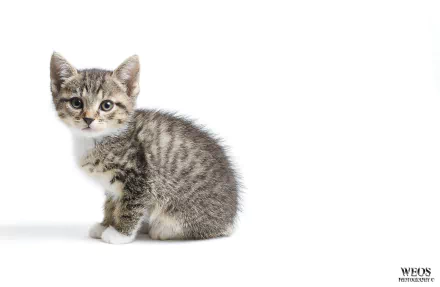 A cute, fluffy striped kitten sits gracefully against a clean white background, making this HD PC desktop wallpaper an adorable feature for any digital space.