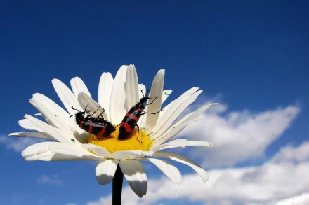 Animal beetle HD Desktop Wallpaper | Background Image