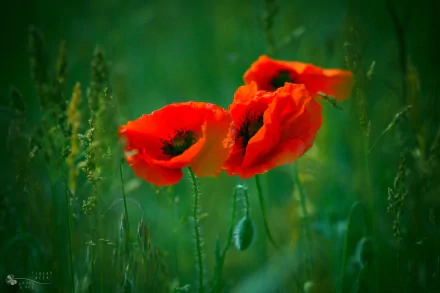 HD desktop wallpaper featuring vibrant red poppies blooming amidst tall green grass in a serene natural setting.