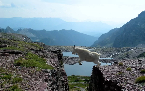 HD PC desktop wallpaper and background featuring an animal — a mountain goat mid-leap across a rocky chasm with alpine peaks and a glacial lake.