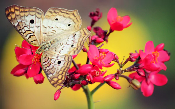 A stunning HD desktop wallpaper featuring a butterfly perched on vibrant pink flowers, showcasing the beauty of nature in vivid detail.