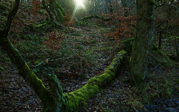 nature moss HD Desktop Wallpaper | Background Image