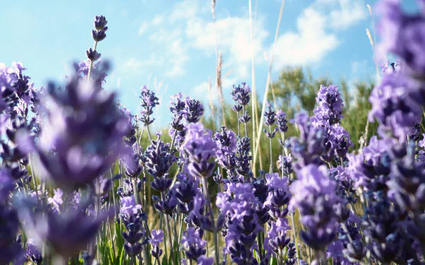 A vibrant field of lavender flowers under a bright blue sky, showcasing nature's beauty. This HD image serves as an enchanting desktop wallpaper and background.