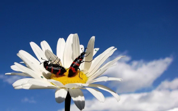 HD desktop wallpaper showing a close-up of a beetle with red and black markings resting on a white daisy under a bright blue sky with a few clouds.