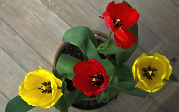 HD PC desktop wallpaper featuring a man-made pot with vibrant red and yellow flowers viewed from above on a wooden surface.