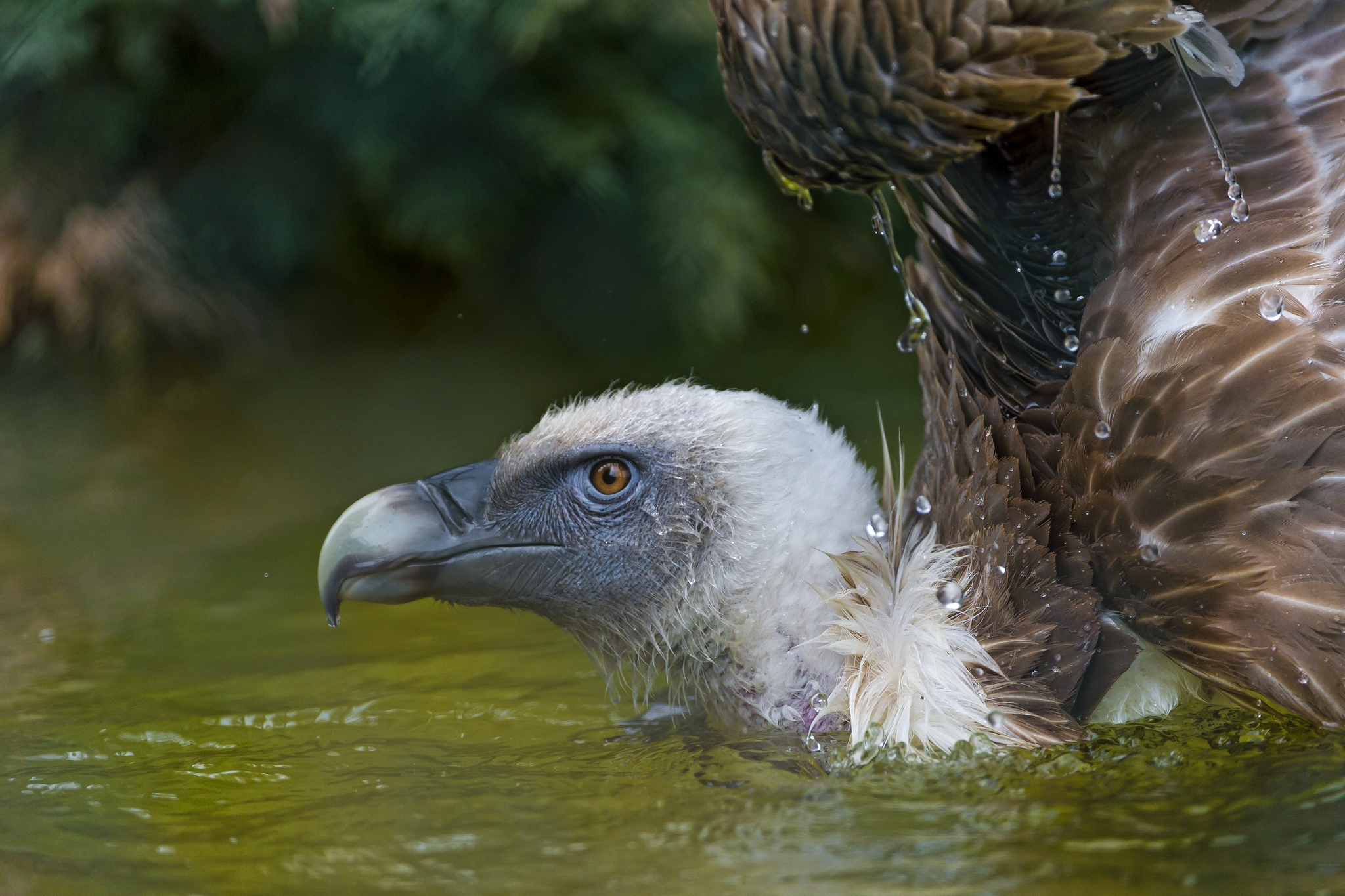 Animal Vulture HD Wallpaper | Background Image