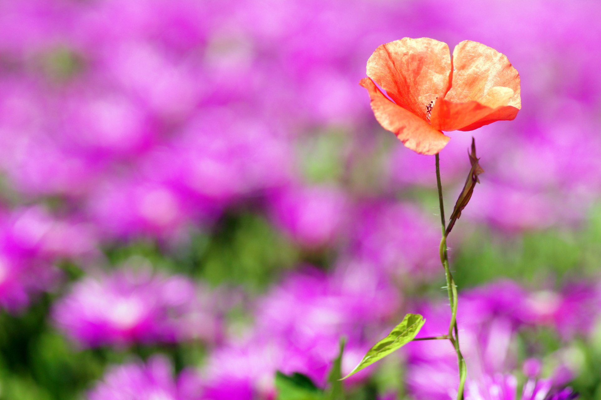 Vibrant poppy flower standing tall against a blurred background of purple blooms, captured in crisp HD detail for a nature-inspired PC desktop wallpaper.