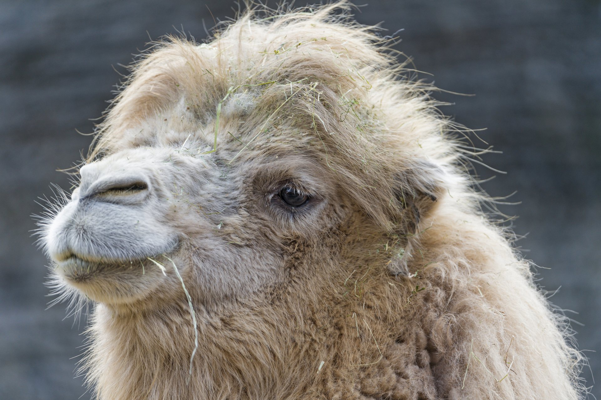 HD desktop wallpaper featuring a close-up of a camel with shaggy fur against a blurred natural background.