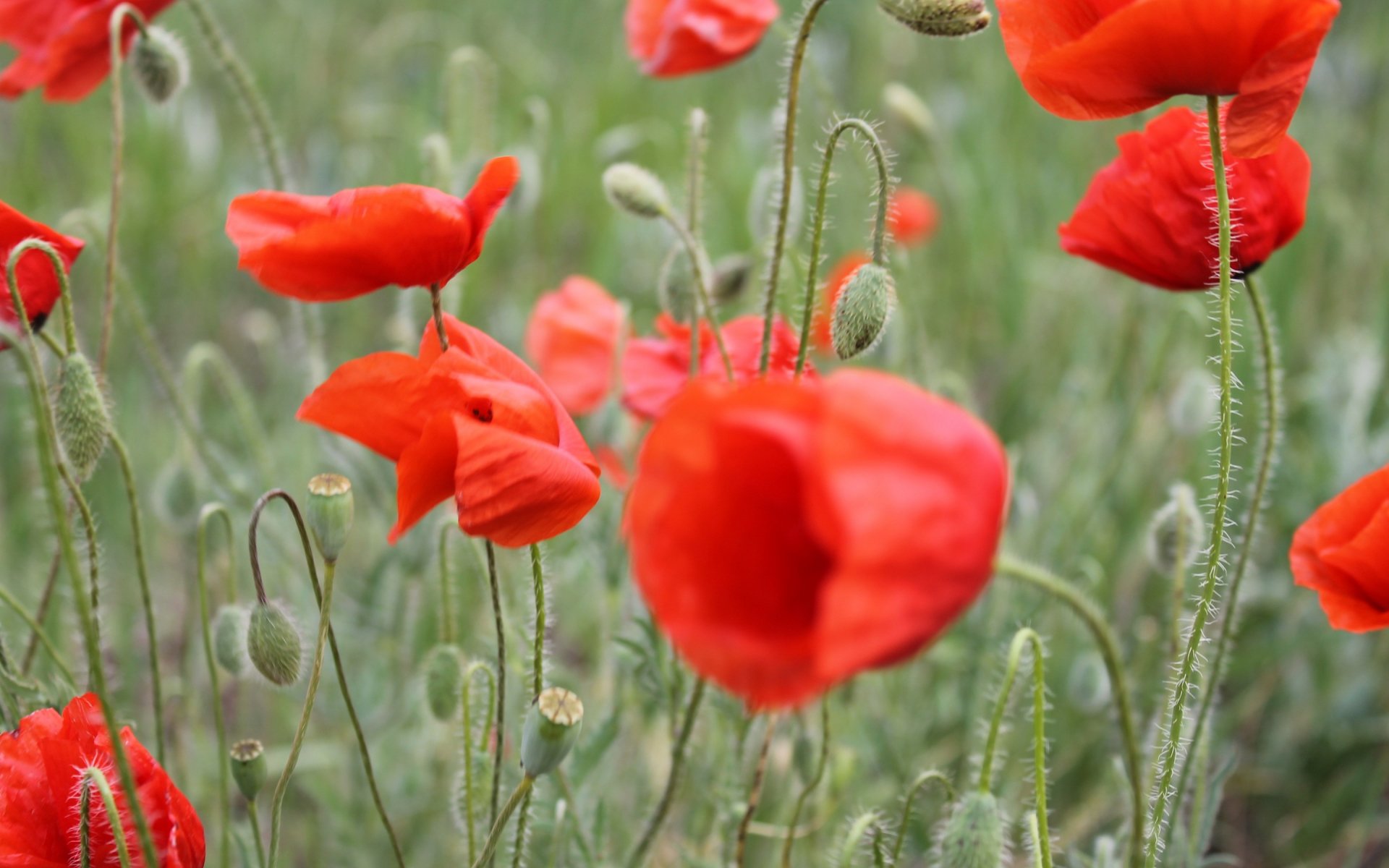 HD desktop wallpaper featuring vibrant red poppies in a natural green field, showcasing the beauty of nature with sharp detail and vivid colors.