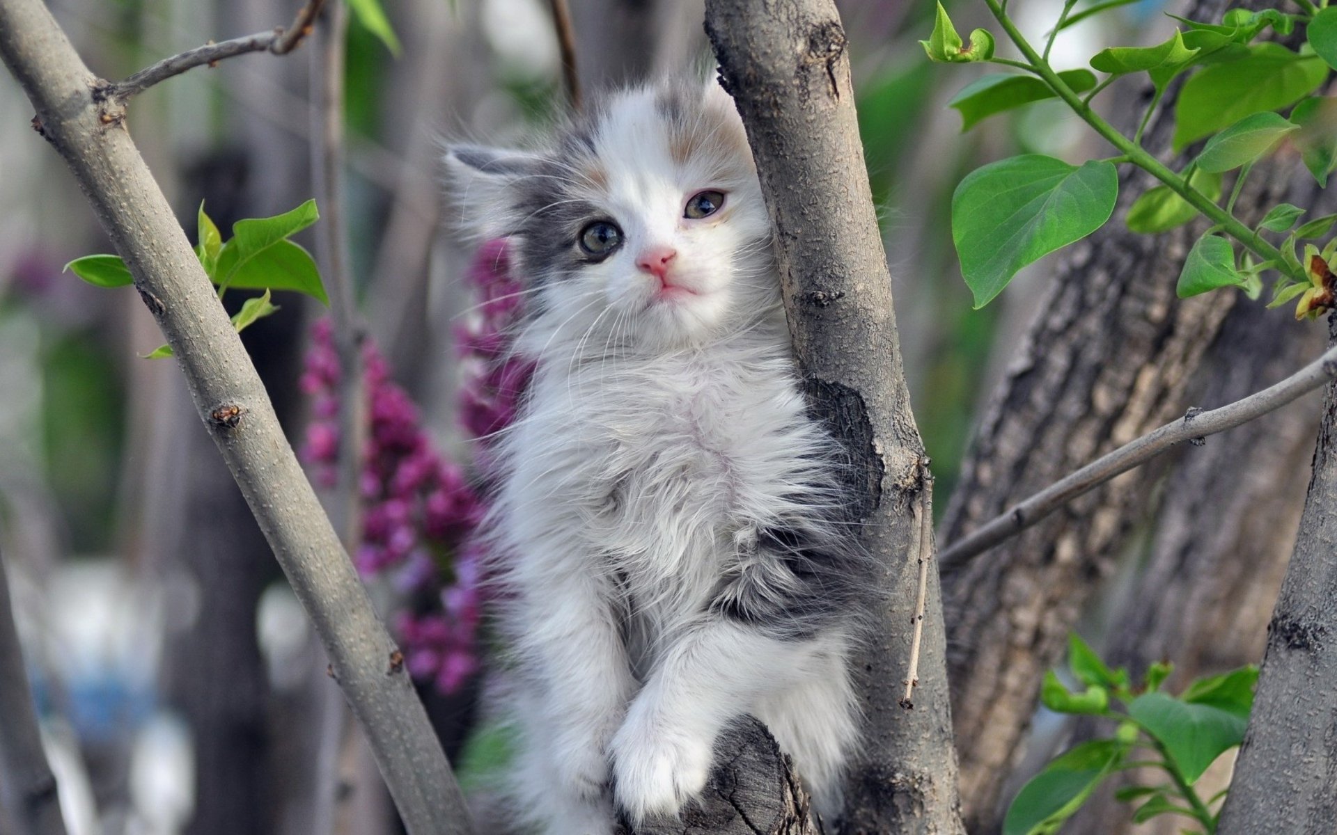 A charming gray and white kitten perched playfully on a tree branch, surrounded by lush greenery and delicate flowers, makes for an engaging HD PC desktop wallpaper and background.