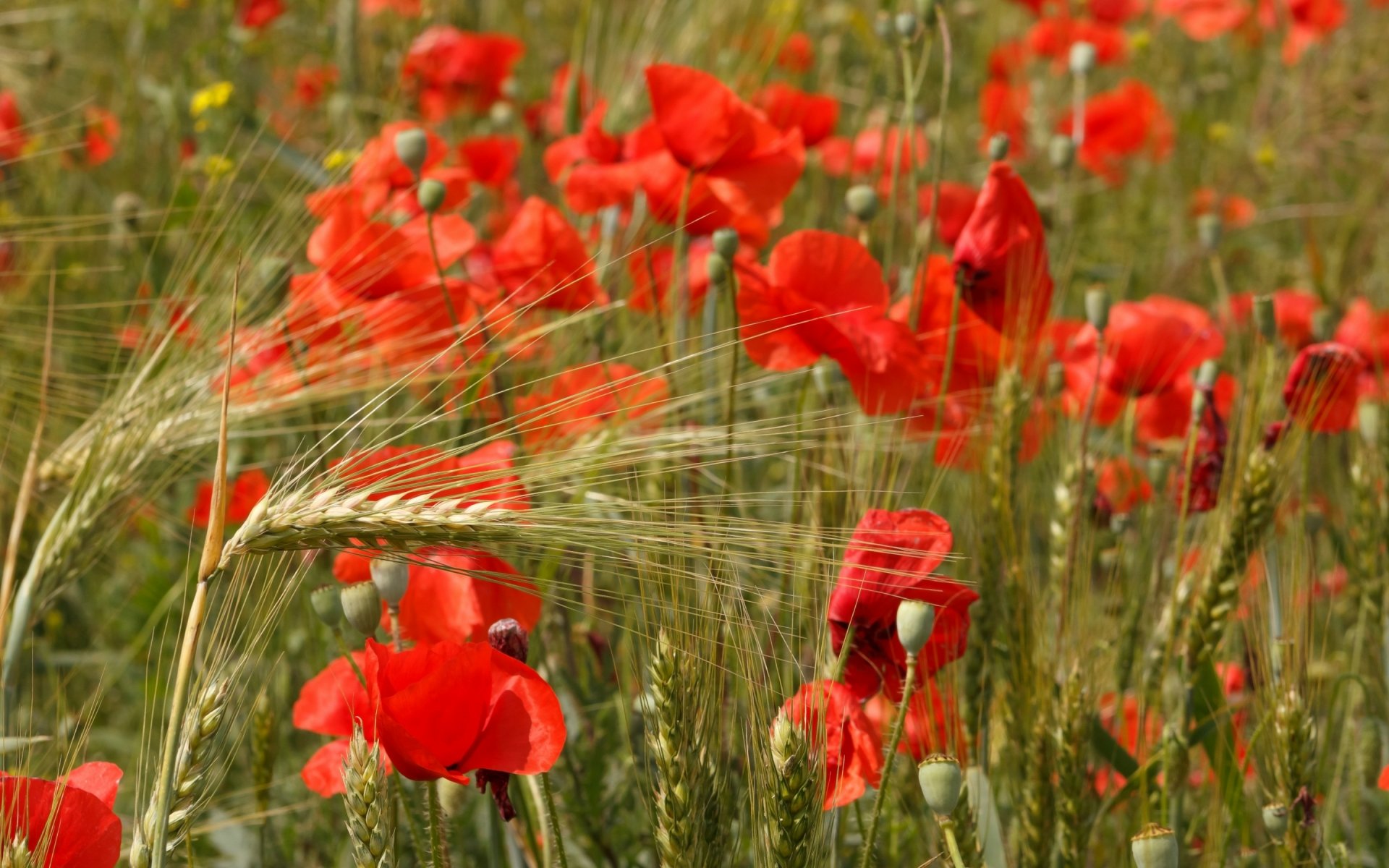 HD desktop wallpaper featuring vibrant red poppies blooming in a green natural field under soft sunlight.