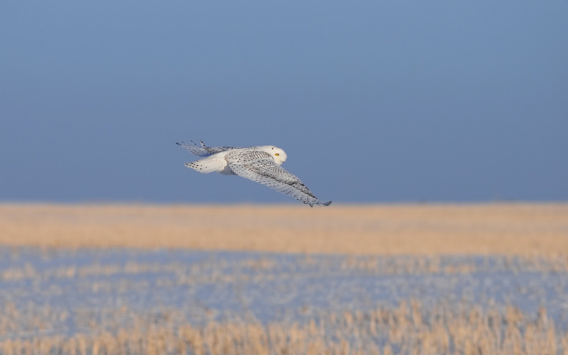 HD PC desktop wallpaper featuring a snowy owl in mid-flight over a field with a clear blue sky background.