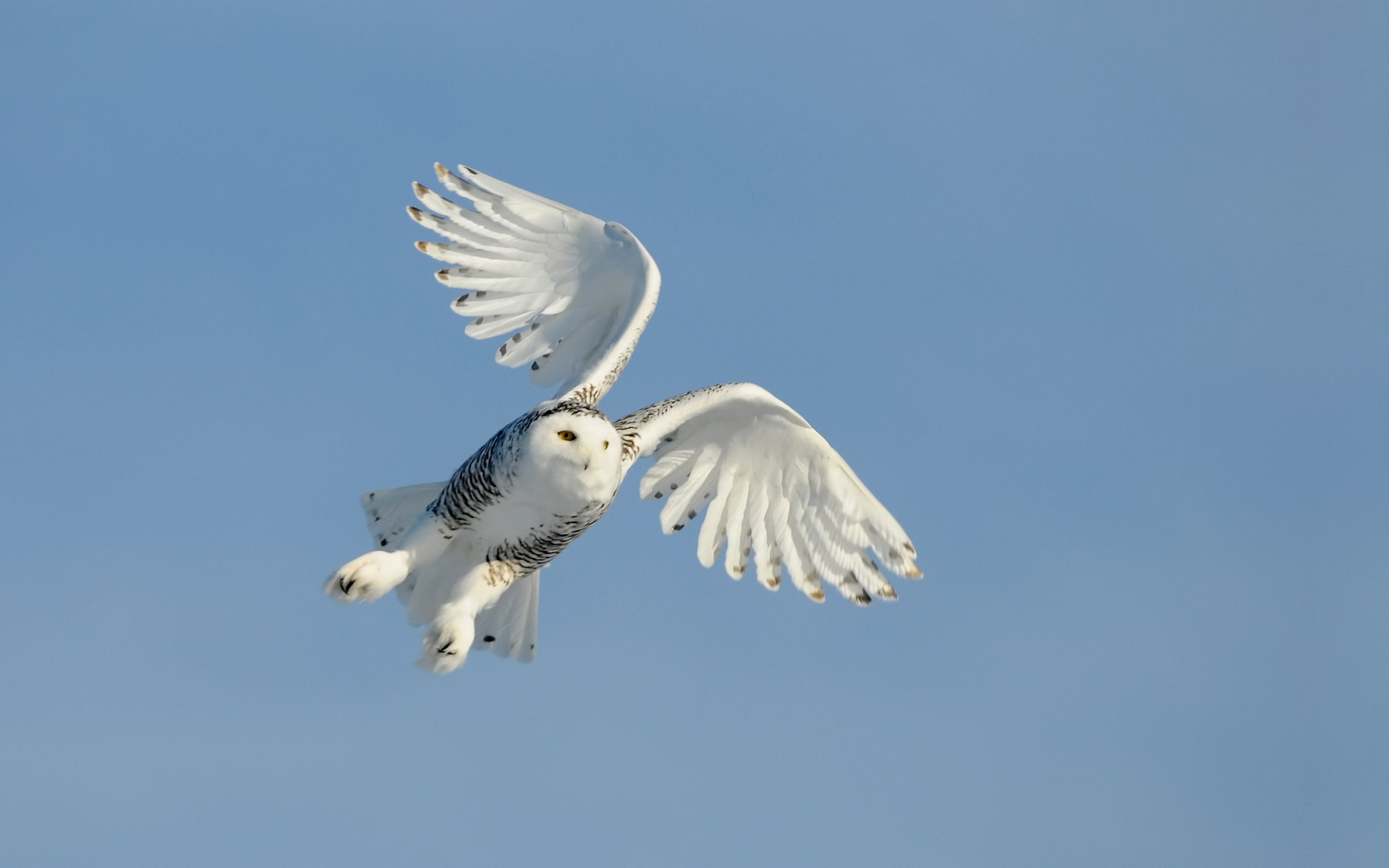 A snowy owl gracefully soars through a clear blue sky, showcasing its striking white feathers and expansive wings, making an elegant HD desktop wallpaper and background.