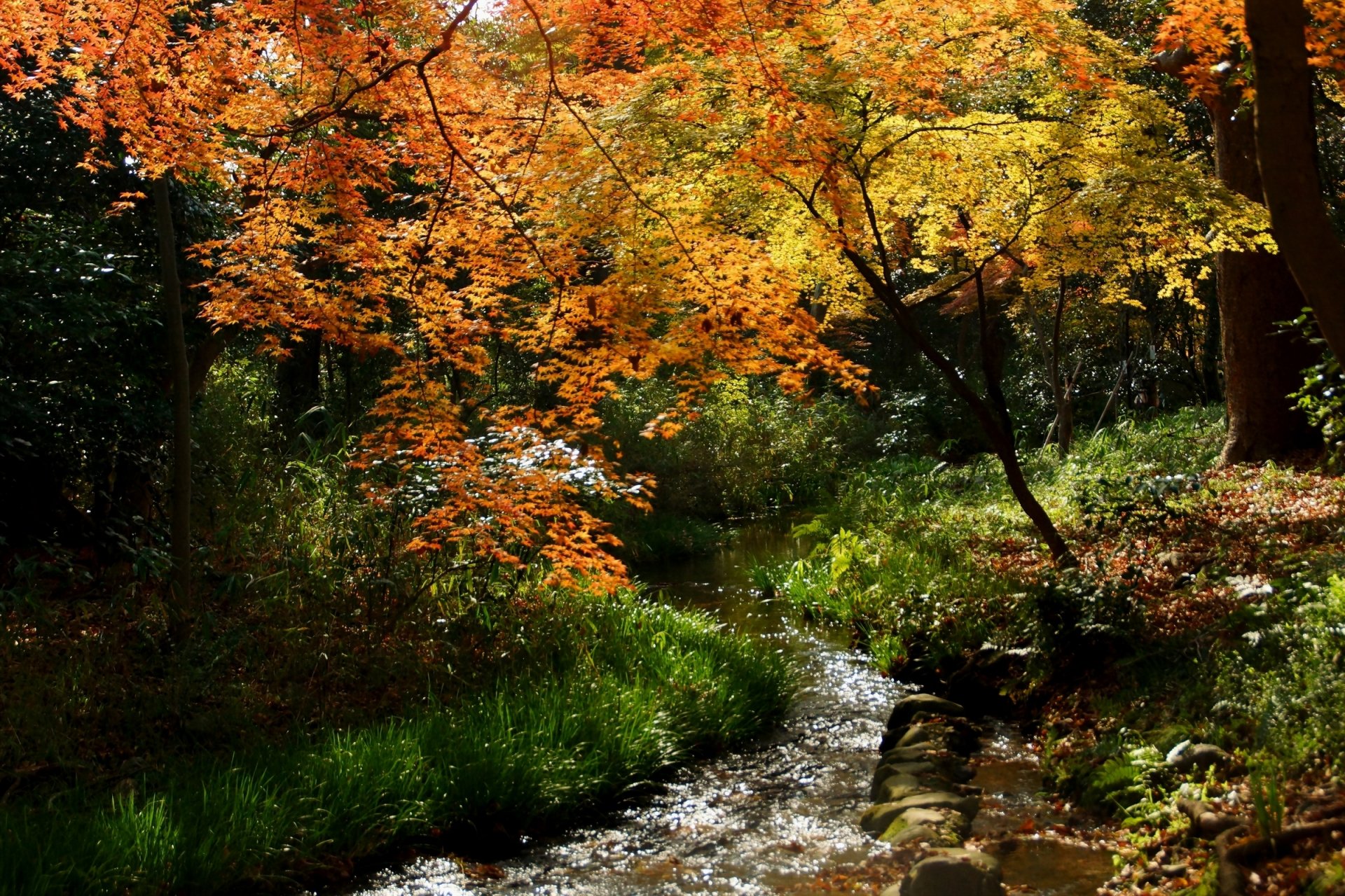 HD desktop wallpaper of a serene river flowing through a forest with vibrant autumn foliage in shades of orange, yellow, and green, showcasing nature's beauty.