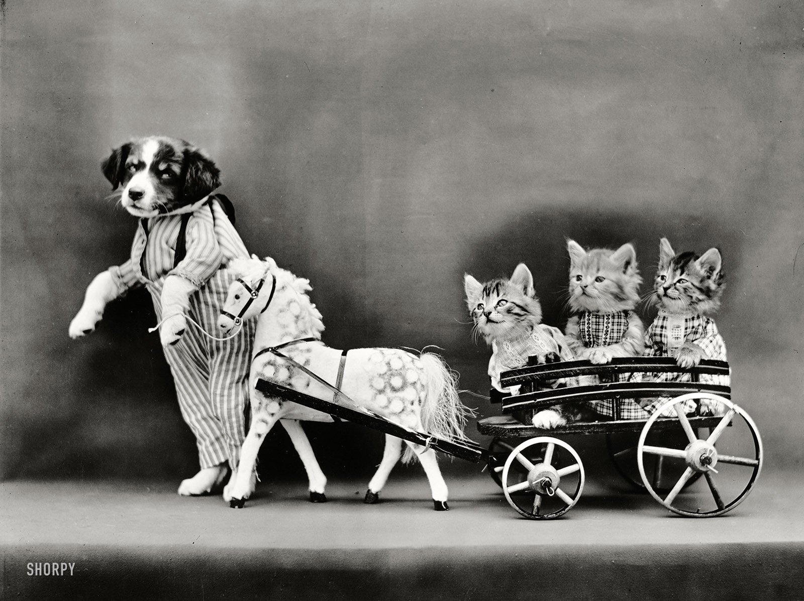 Download Animal Dog Wallpaper