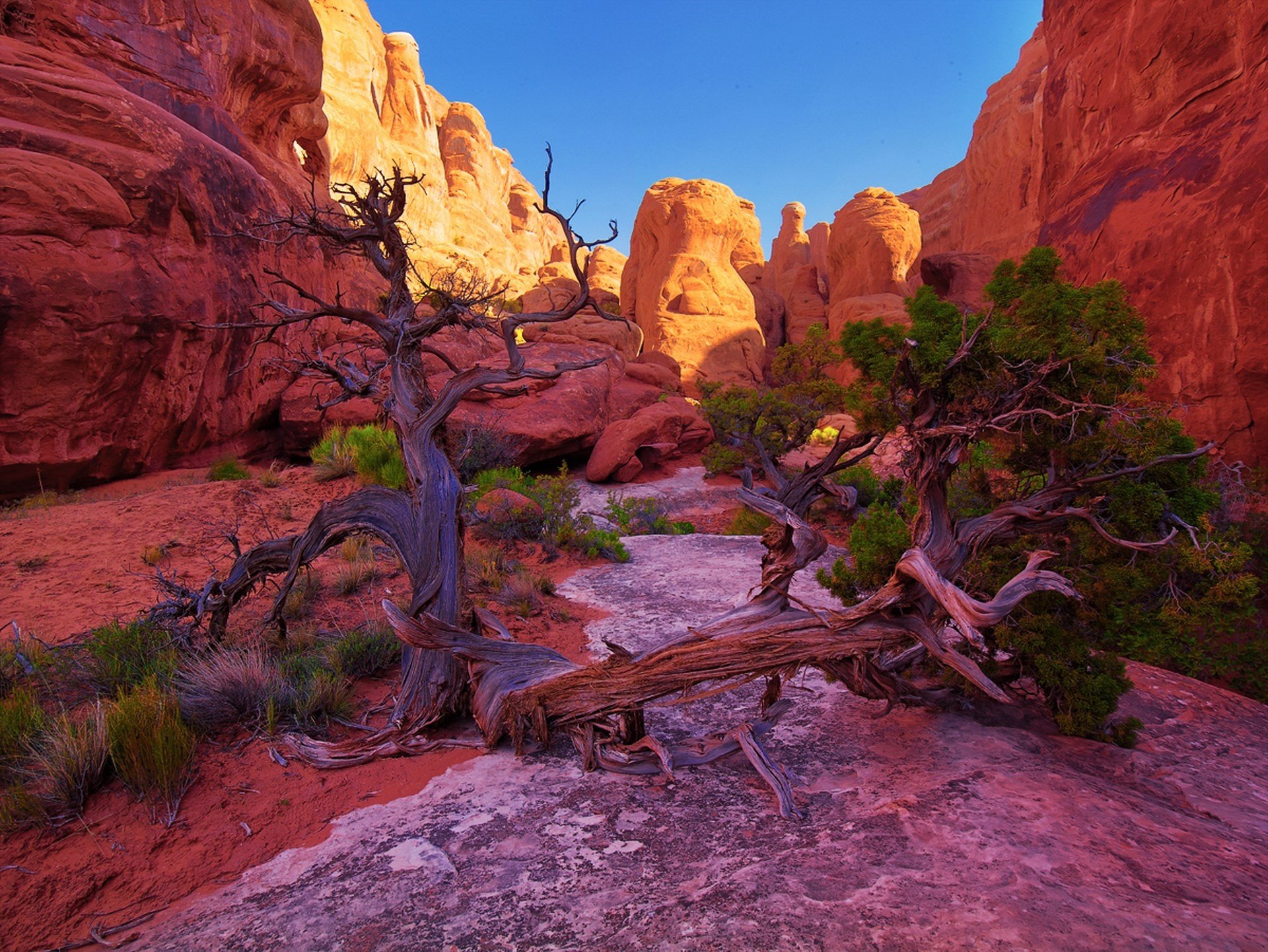 HD PC desktop wallpaper showcasing a vivid natural landscape with rugged red cliffs and weathered trees under warm sunlight.