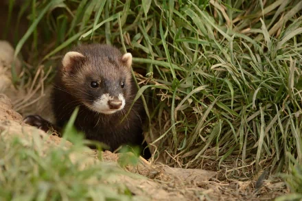 HD PC desktop wallpaper featuring a curious ferret emerging from its burrow surrounded by green grass.