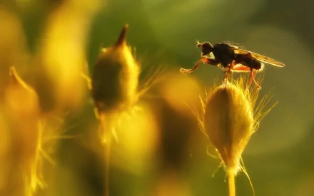 Animal fly HD Desktop Wallpaper | Background Image