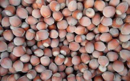 A close-up view of hazelnuts scattered together, showcasing their textured shells. This high-definition image serves as a vibrant PC desktop wallpaper and background.