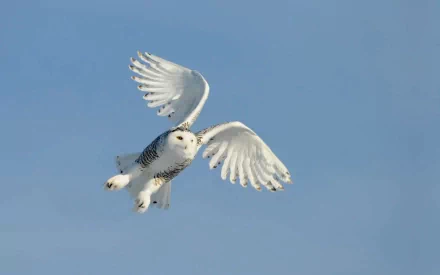 A snowy owl gracefully soars through a clear blue sky, showcasing its striking white feathers and expansive wings, making an elegant HD desktop wallpaper and background.