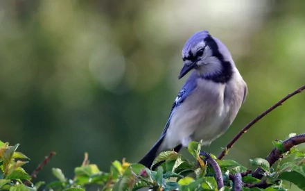 A vibrant blue jay perches gracefully on green leaves, showcasing its striking plumage. This HD image serves as an engaging desktop wallpaper or background.
