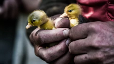 duckling Animal duck HD Desktop Wallpaper | Background Image