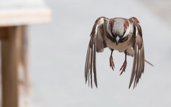 A sparrow in mid-flight, showcasing its wings and detailed feathers, serves as a captivating HD desktop wallpaper and background for nature lovers.