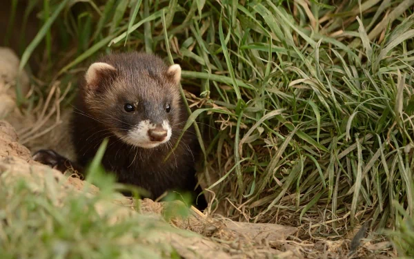 Animal ferret HD Desktop Wallpaper | Background Image