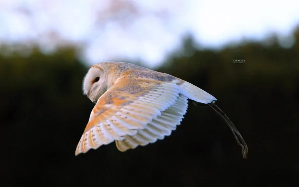 A stunning HD desktop wallpaper featuring a barn owl in flight, showcasing its distinctive features and graceful wings against a blurred natural backdrop.