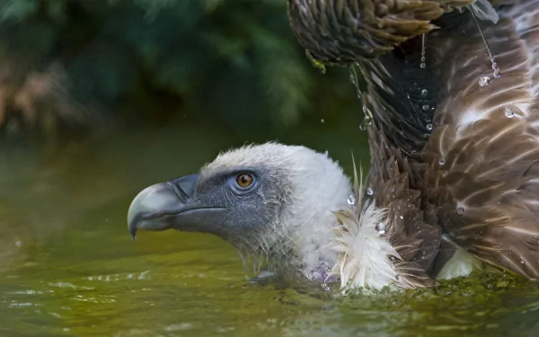 Close-up HD desktop wallpaper of a vulture with wet feathers partially submerged in water against a blurred green background.