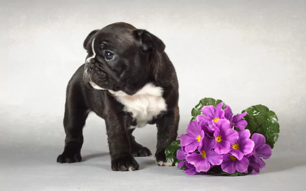 A charming French bulldog puppy stands beside a cluster of vibrant purple flowers on a soft gray background, creating a delightful HD desktop wallpaper.