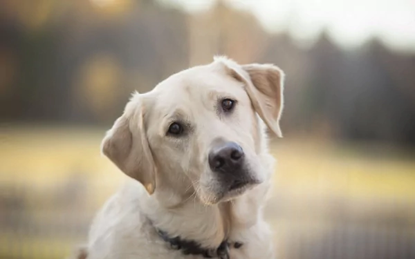 A close-up of a Labrador Retriever with a curious expression, set against a softly blurred natural background. This image serves as a charming HD desktop wallpaper.